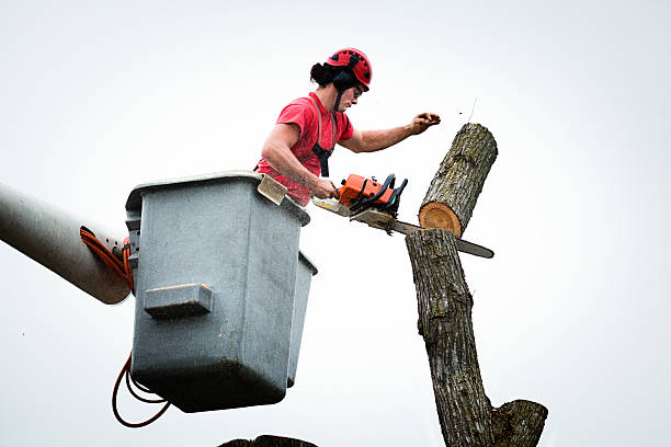 Best Seasonal Cleanup (Spring/Fall)  in Woodstock, GA