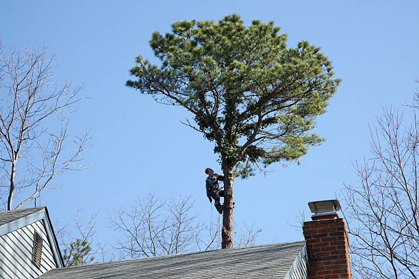 Best Emergency Tree Removal  in Woodstock, GA