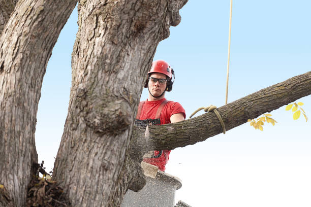 How Our Tree Care Process Works  in  Woodstock, GA